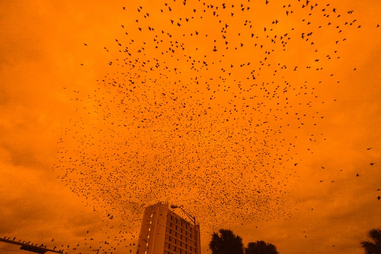 الخفافيش تغزو مبنى البرلمان بمدينة كيل