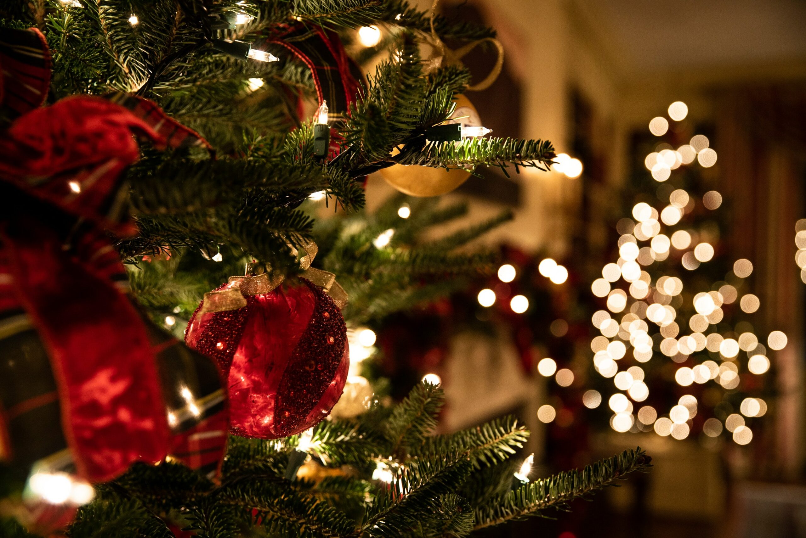 أسعار وأشكال أشجار عيد الميلاد هذا العام